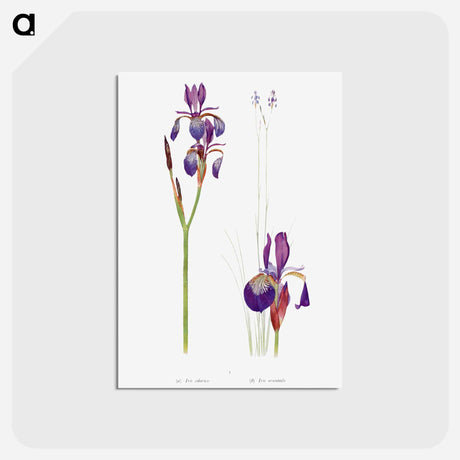 アートポストカード-Iris Sibirica and Iris Orientalis from The Genus Iris
 - アヤメ属 Postcard.