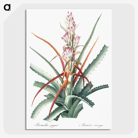 1-28_The-Lilies_picture-crop