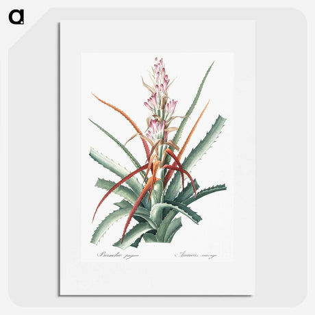 1-28_The-Lilies_picture