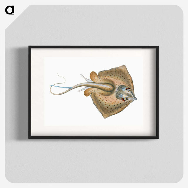 1-28_The-Natural-History-of-British-Fishes_blk