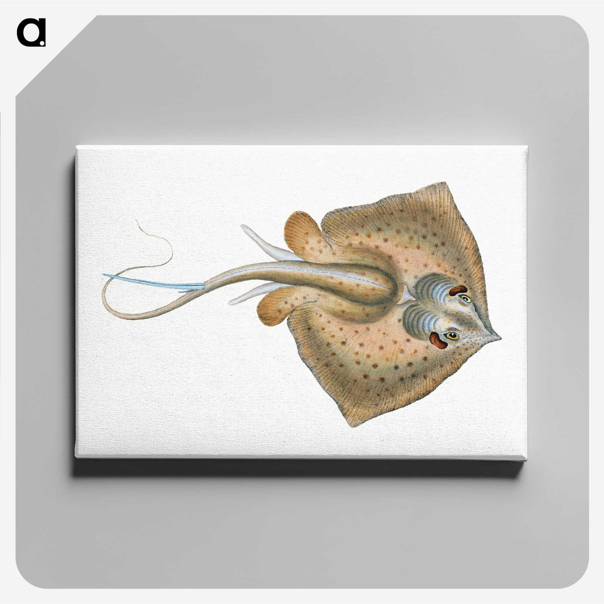 1-28_The-Natural-History-of-British-Fishes_canvas
