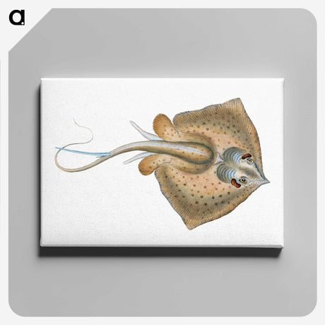 1-28_The-Natural-History-of-British-Fishes_canvas