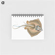 1-28_The-Natural-History-of-British-Fishes_memo