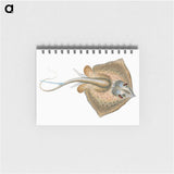 1-28_The-Natural-History-of-British-Fishes_memo