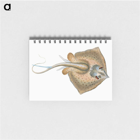 1-28_The-Natural-History-of-British-Fishes_memo