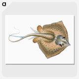 1-28_The-Natural-History-of-British-Fishes_picture-crop
