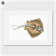 1-28_The-Natural-History-of-British-Fishes_picture