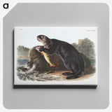 1-28_The-Viviparous-Quadrupeds_canvas