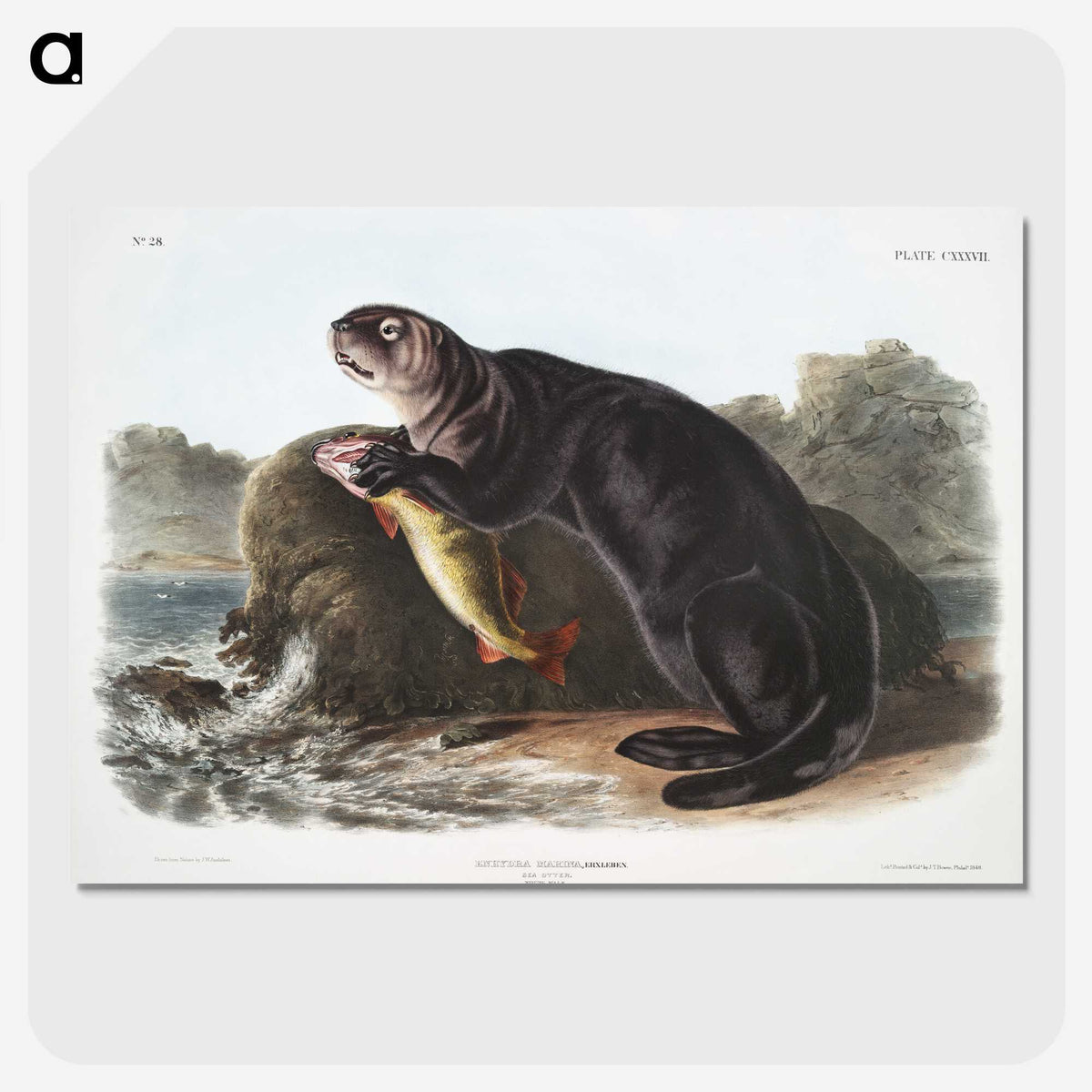 1-28_The-Viviparous-Quadrupeds_picture-crop