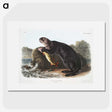 1-28_The-Viviparous-Quadrupeds_picture