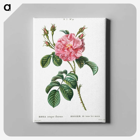 1-28_Treatise-on-Trees-and-Shrubs_canvas