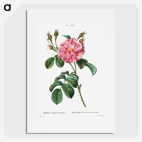 1-28_Treatise-on-Trees-and-Shrubs_picture