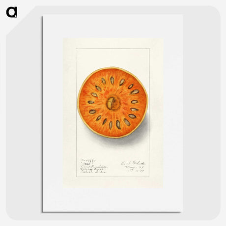 1-28_USDA-Watercolor-Fruit-Painting-Collection_picture