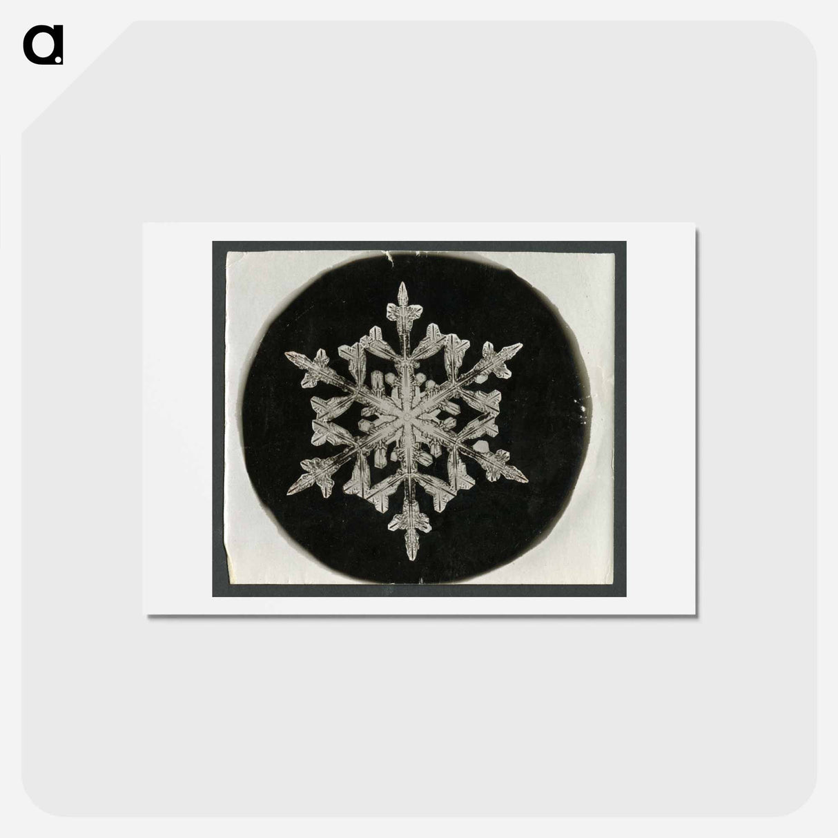 アートポストカード-Wilson Bentley Photomicrograph of Fernlike Stellar Snowflake No. 842 - ウィルソン ベントレー Postcard.