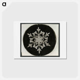 アートポストカード-Wilson Bentley Photomicrograph of Fernlike Stellar Snowflake No. 842 - ウィルソン ベントレー Postcard.