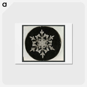 アートポストカード-Wilson Bentley Photomicrograph of Fernlike Stellar Snowflake No. 842 - ウィルソン ベントレー Postcard.