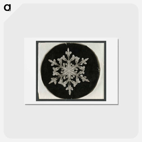 アートポストカード-Wilson Bentley Photomicrograph of Fernlike Stellar Snowflake No. 842 - ウィルソン ベントレー Postcard.