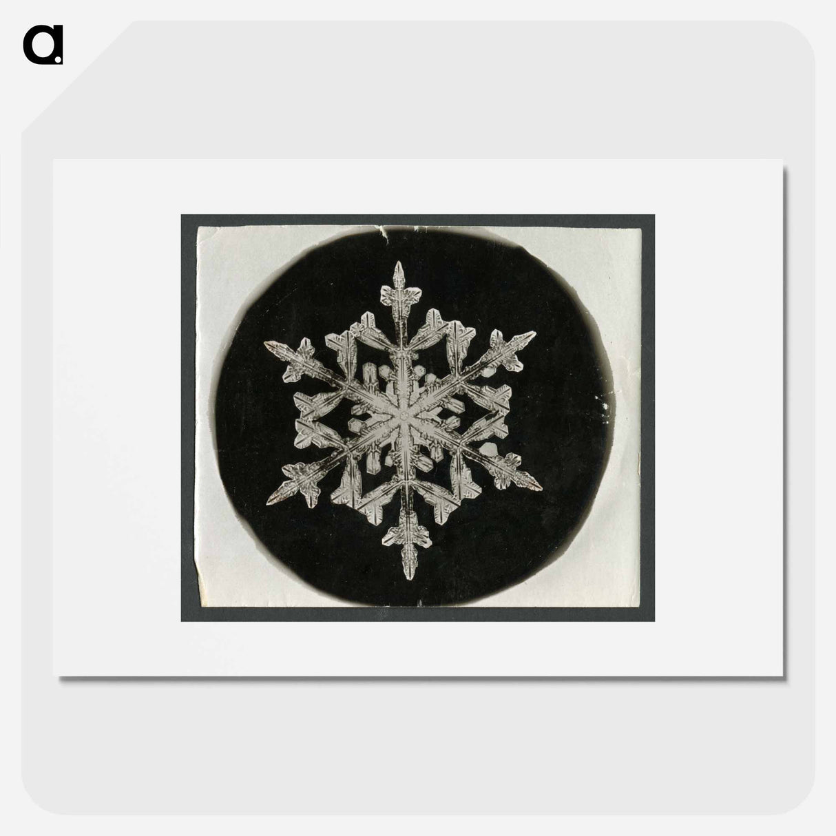 Wilson Bentley Photomicrograph of Fernlike Stellar Snowflake No. 842 - ウィルソン ベントレー Poster.