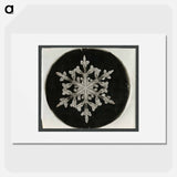 Wilson Bentley Photomicrograph of Fernlike Stellar Snowflake No. 842 - ウィルソン ベントレー Poster.