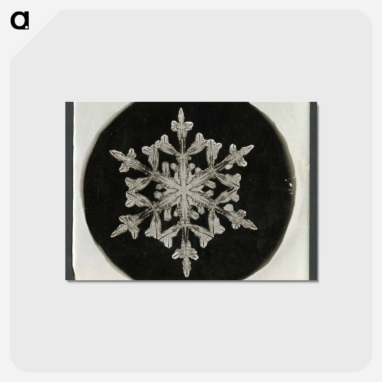 アートポストカード-Wilson Bentley Photomicrograph of Fernlike Stellar Snowflake No. 842 - ウィルソン ベントレー Postcard.