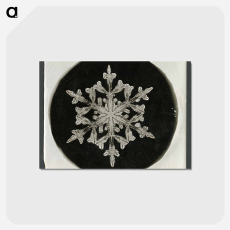 アートポストカード-Wilson Bentley Photomicrograph of Fernlike Stellar Snowflake No. 842 - ウィルソン ベントレー Postcard.