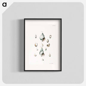 アートポスター-Different types of seashells illustration from Zoology of New York by James Ellsworth De Kay - ニューヨークの動物学 Poster.