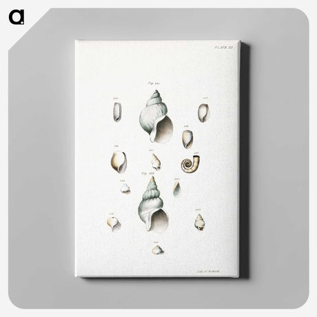 1-28_Zoology-of-New-York_canvas