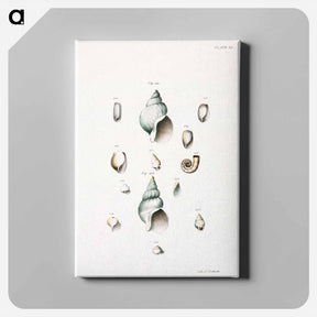 アートパネル-Different types of seashells illustration from Zoology of New York by James Ellsworth De Kay - ニューヨークの動物学 Canvas.