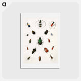 アートポストカード-Colored beetles, landscape - アボット ハンダーソン セイヤー Postcard.