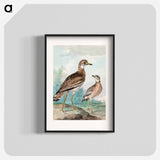 Stone-curlew - アールト シューマン Poster.
