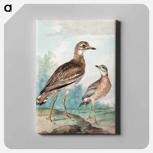 Stone-curlew - アールト シューマン Canvas.