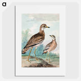 Stone-curlew - アールト シューマン Poster.