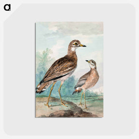 アートポストカード-Stone-curlew - アールト シューマン Postcard.