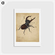 アートポストカード-Albrecht Dürer's Stag Beetle - アルブレヒト デューラー Postcard.