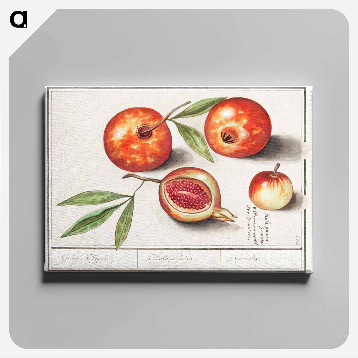 Pomegranate - アンセルムス ボエティウス デ ブート Canvas.