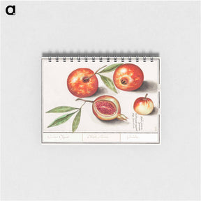 アートメモ帳-Pomegranate - アンセルムス ボエティウス デ ブート Memo.