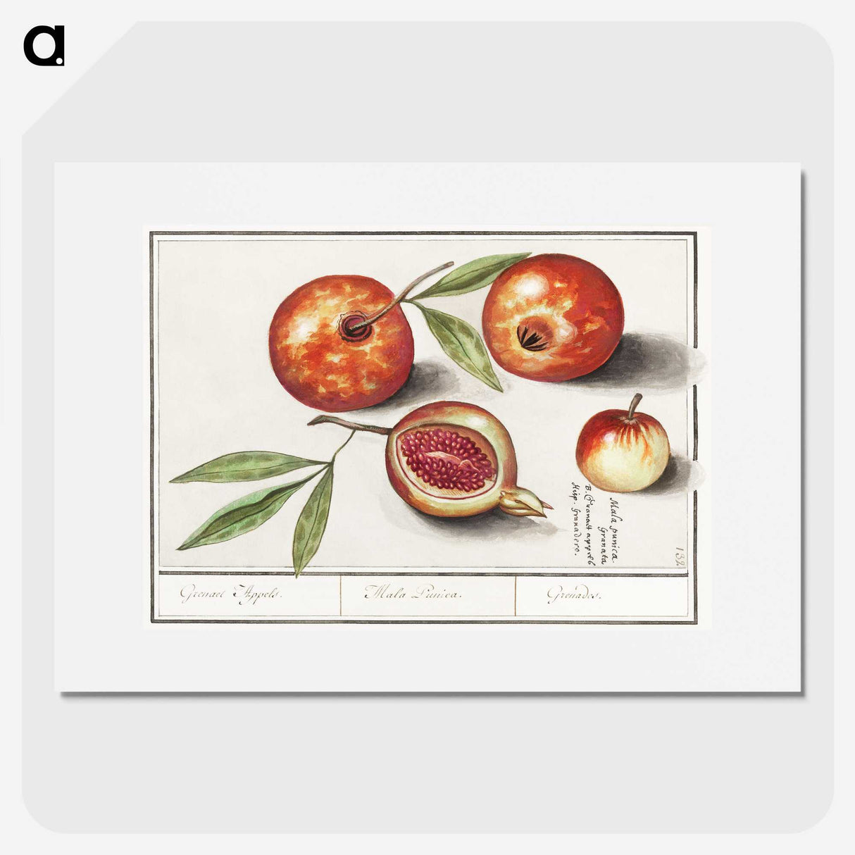 1-29_Anselmus-Boetius-de-Boodt_picture
