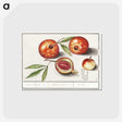1-29_Anselmus-Boetius-de-Boodt_postcard