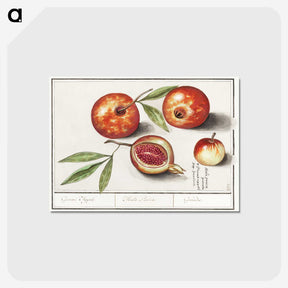 1-29_Anselmus-Boetius-de-Boodt_postcard