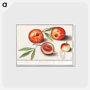 アートポストカード-Pomegranate - アンセルムス ボエティウス デ ブート Postcard.