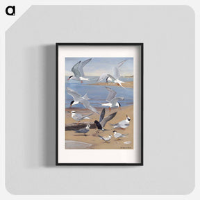 アートポスター-Terns
 - ボストン公共図書館 Poster.