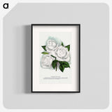 1-29_Botanical-Specimen-Plates_blk