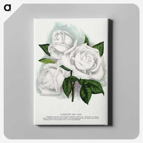 1-29_Botanical-Specimen-Plates_canvas