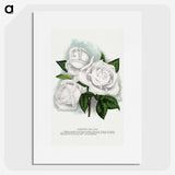 1-29_Botanical-Specimen-Plates_picture