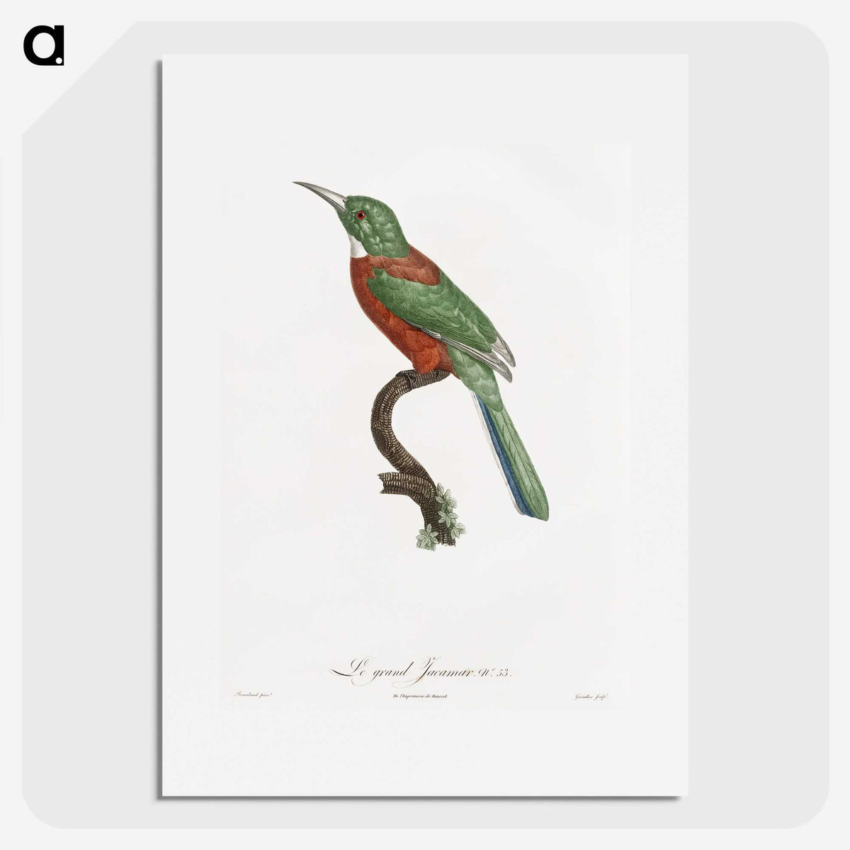 1-29_Des-Oiseaux-de-Paradis_picture