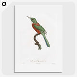 1-29_Des-Oiseaux-de-Paradis_picture
