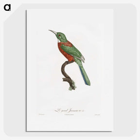 1-29_Des-Oiseaux-de-Paradis_picture