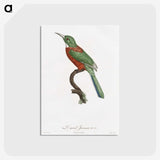 1-29_Des-Oiseaux-de-Paradis_postcard