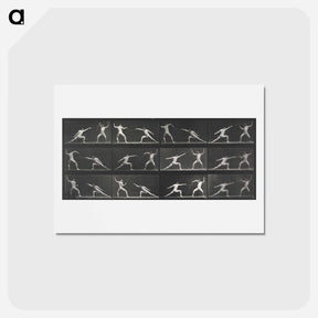 アートポストカード-Fencing
 - エドワード マイブリッジ Postcard.