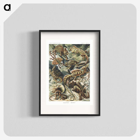 1-29_Ernst-Haeckel_blk